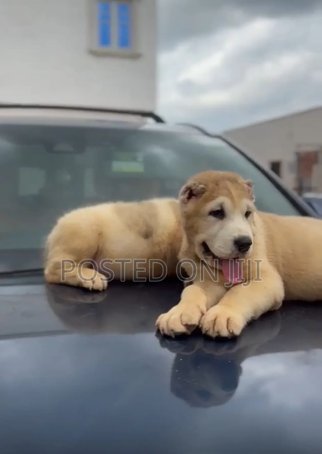 1-3 months Female Purebred Alabai