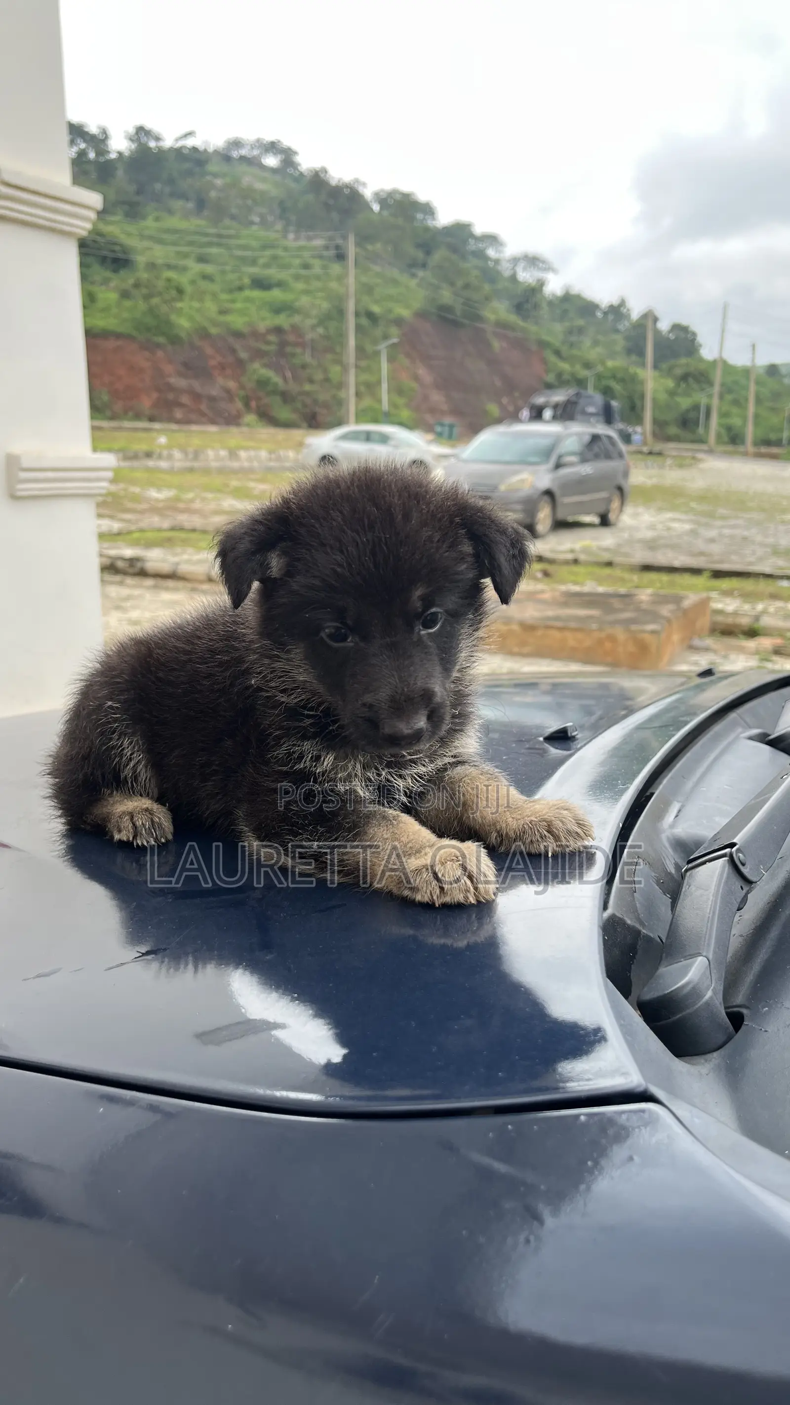1-3 months Male Purebred German Shepherd