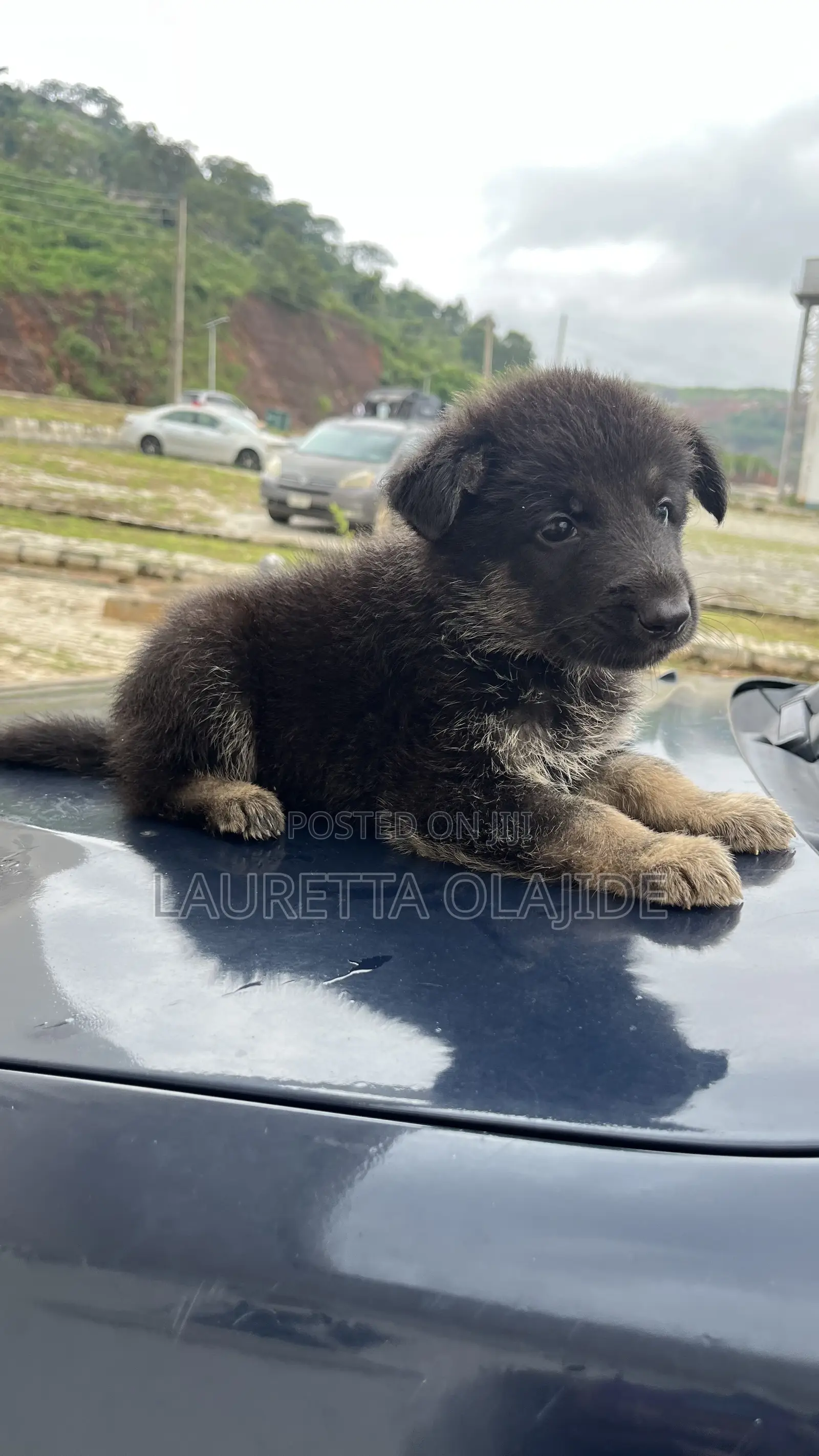 1-3 months Male Purebred German Shepherd