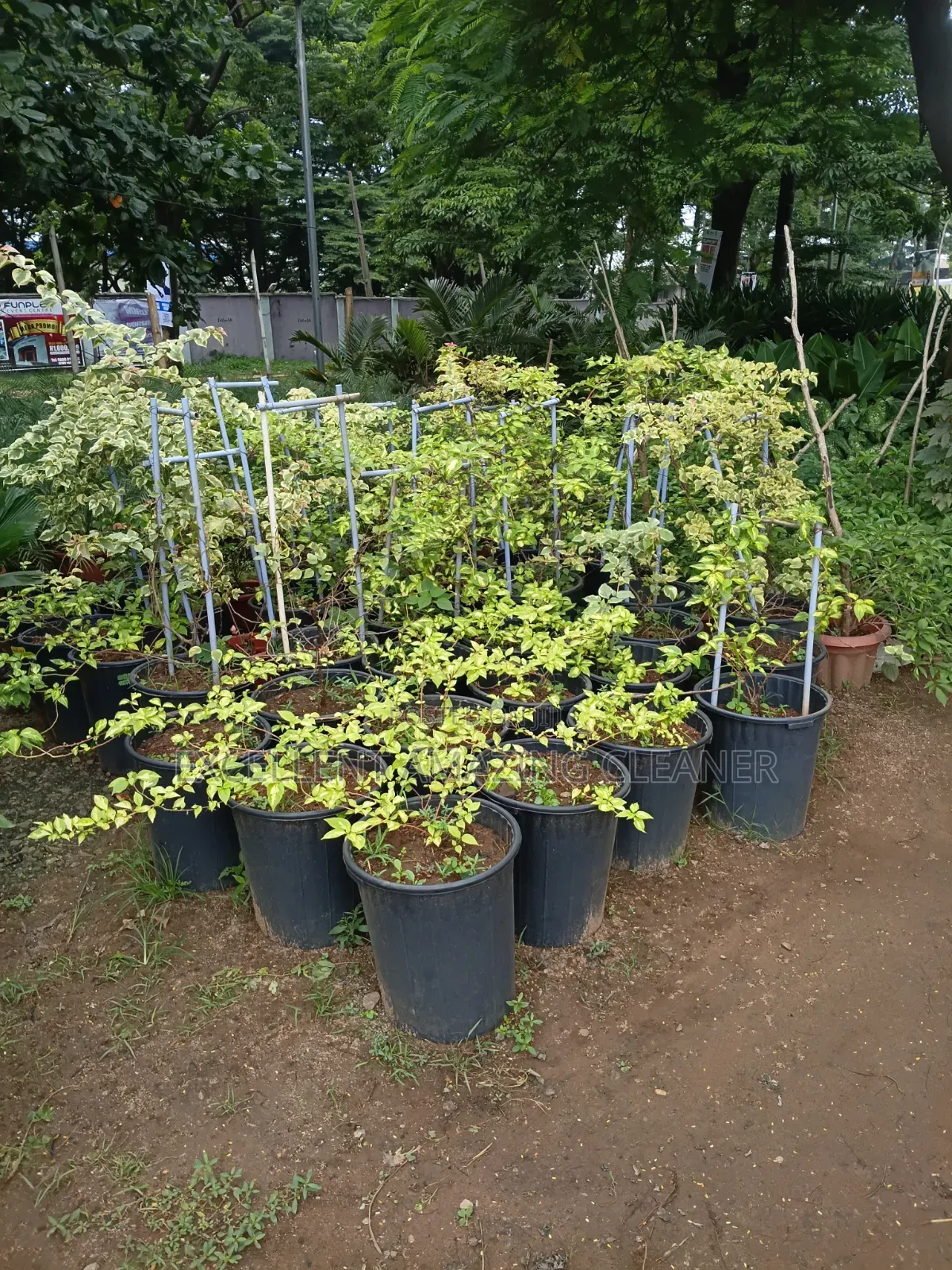 Flower Supply/ Gardener Service