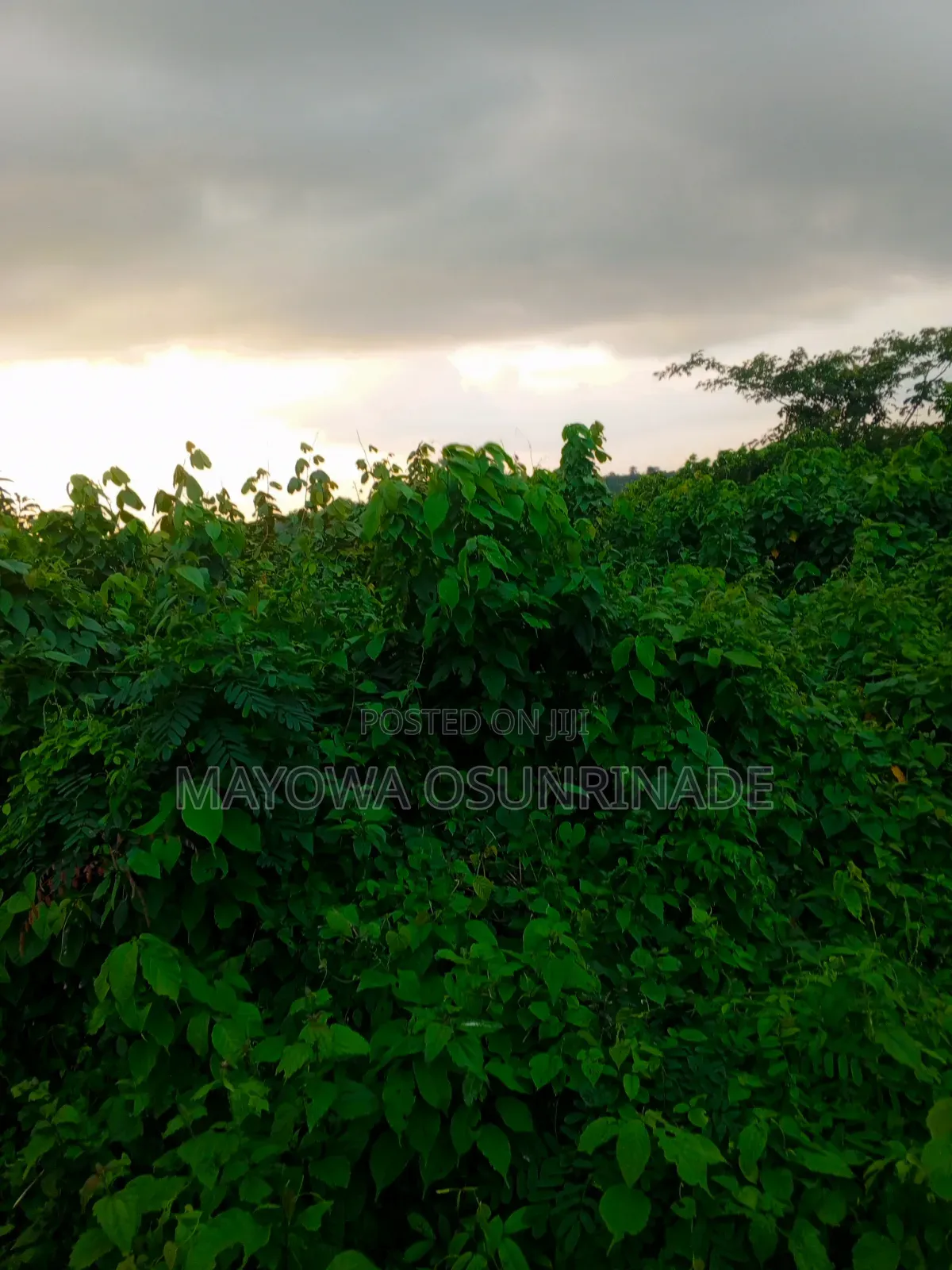 Land for Sale at Idi Obi Ido Road.