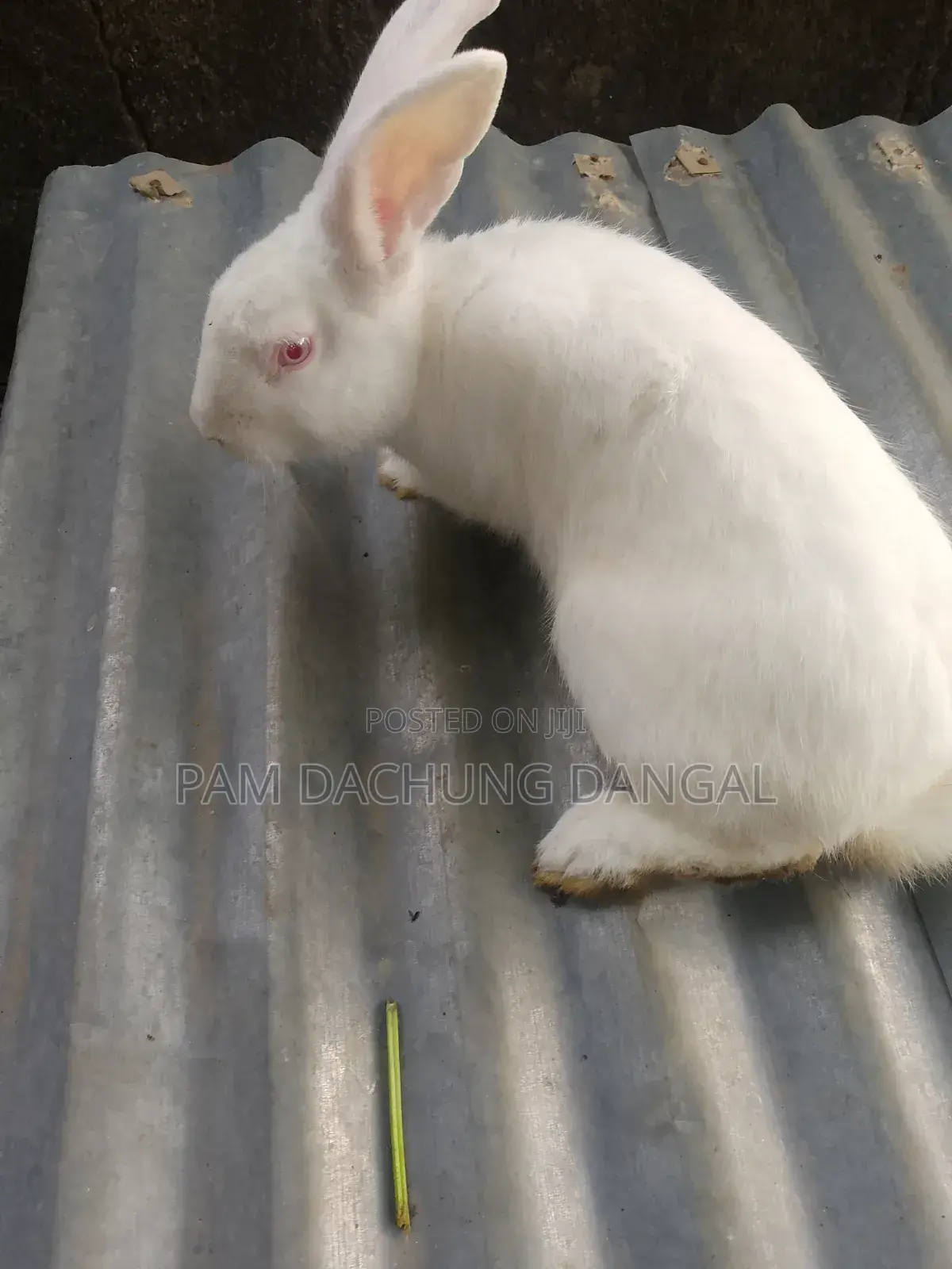 Healthy Spotted Doe Rabbit for Sale