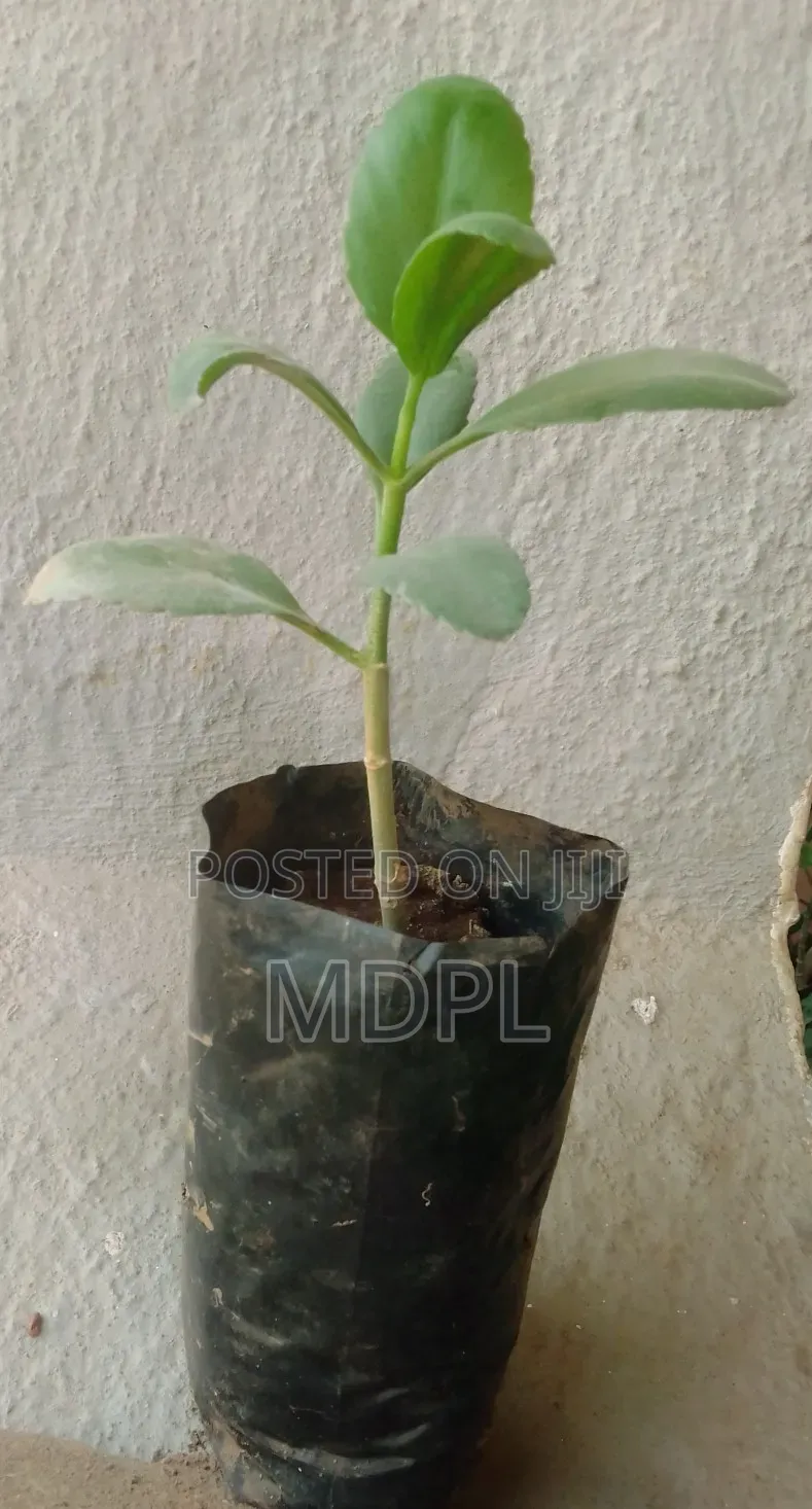 Miracle Plant Seedlings