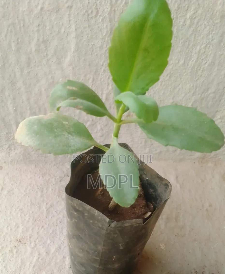 Miracle Plant Seedlings