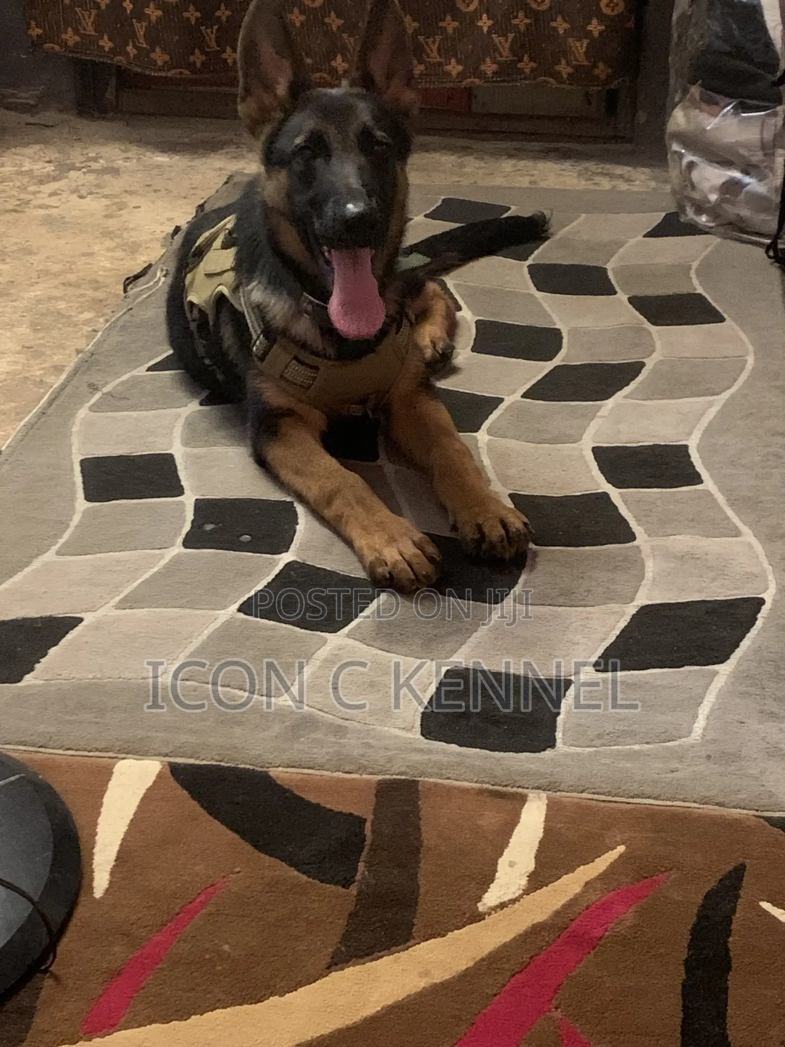 0-1 month Male Purebred German Shepherd
