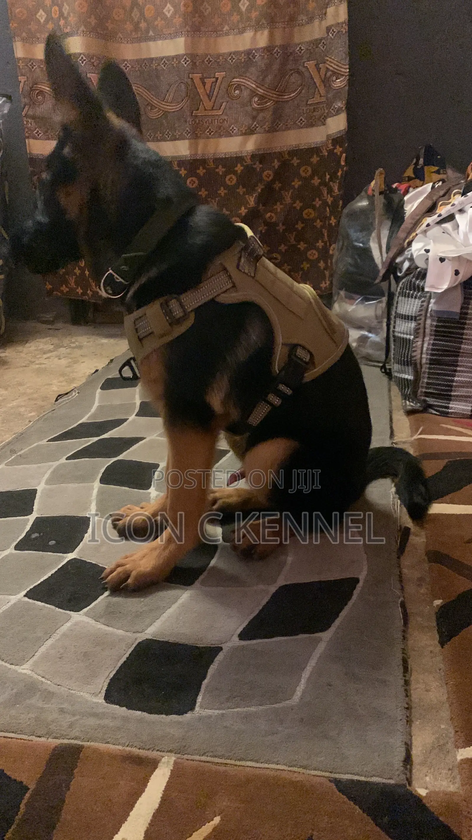 0-1 month Male Purebred German Shepherd