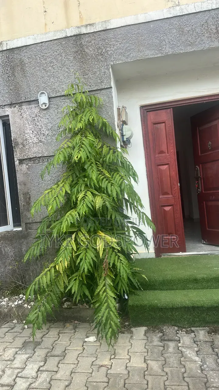 4bdrm Townhouse / Terrace in Life Camp for rent