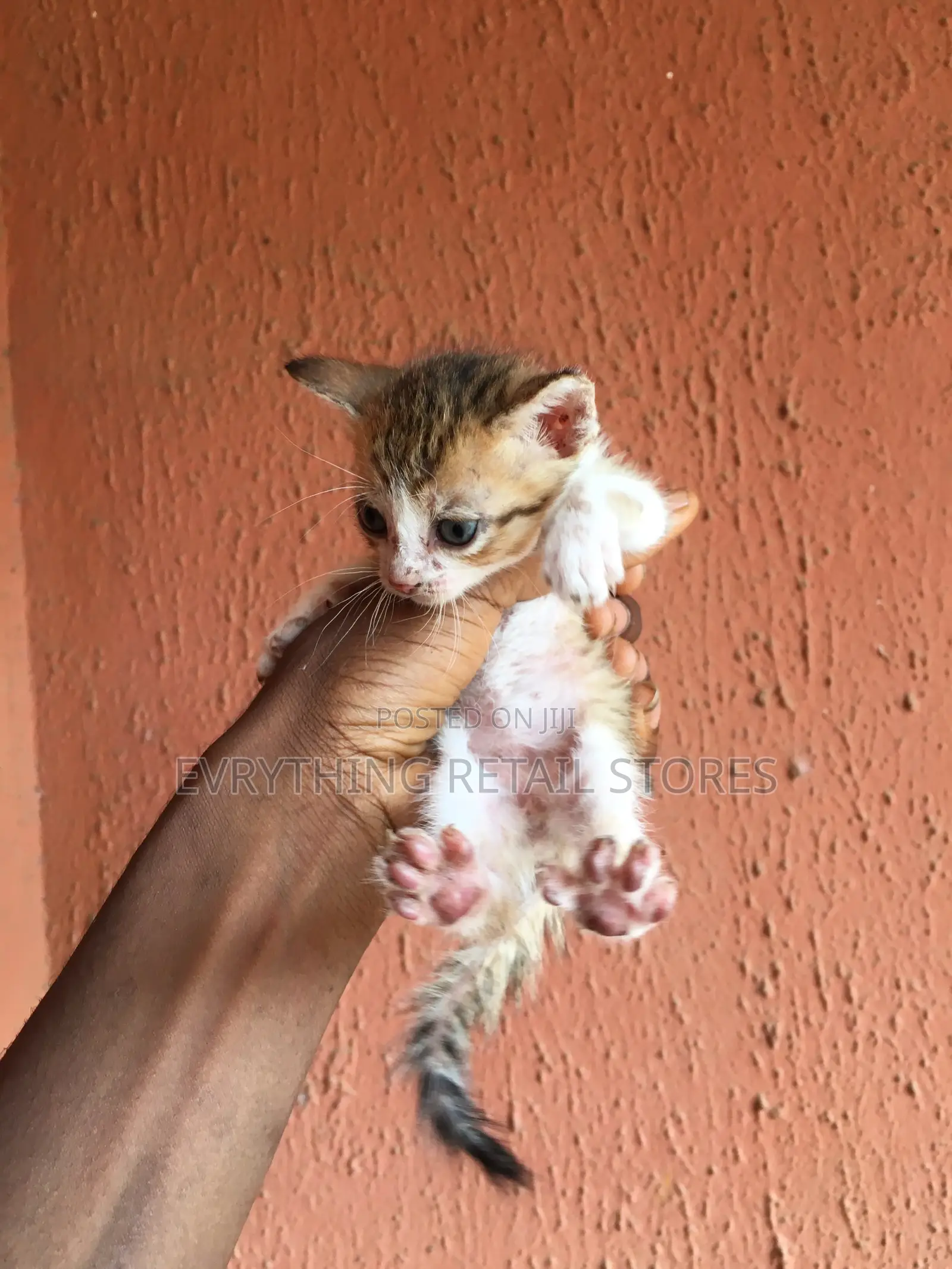 0-1 month Male Mixed Breed Cat