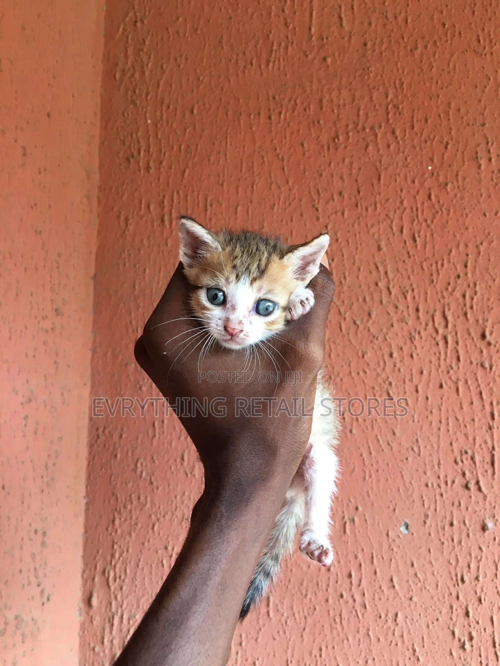 0-1 month Male Mixed Breed Cat