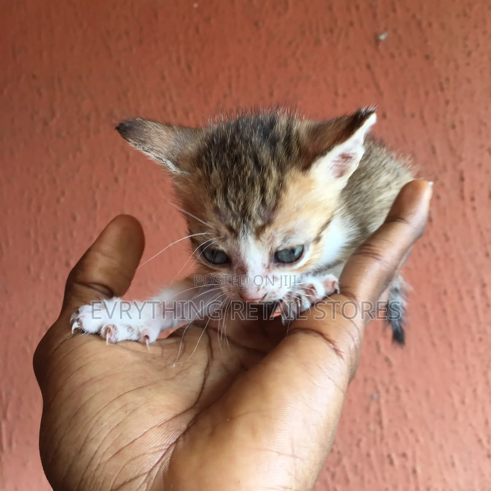 0-1 month Male Mixed Breed Cat
