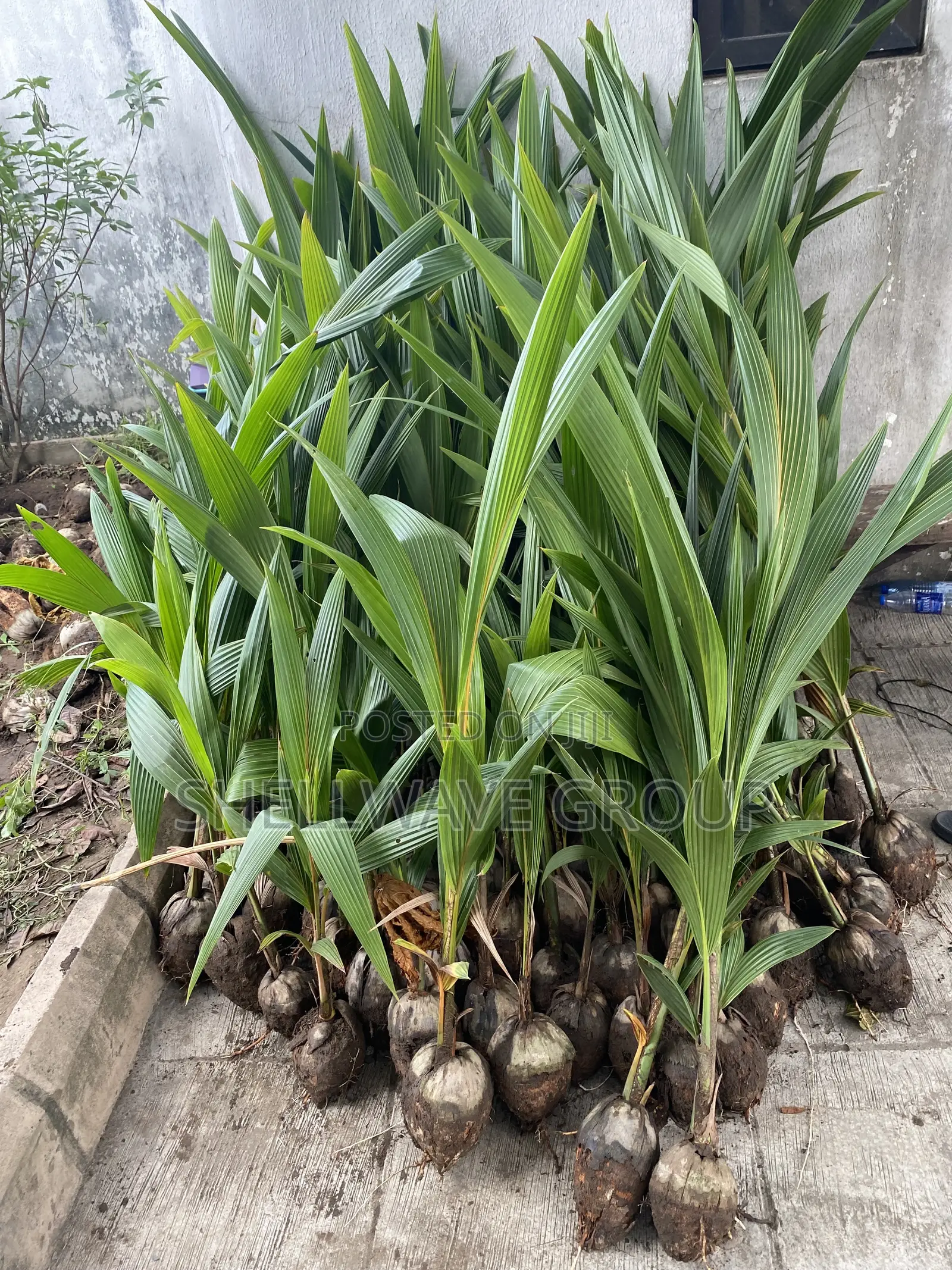 Ghana Coconut Seedlings