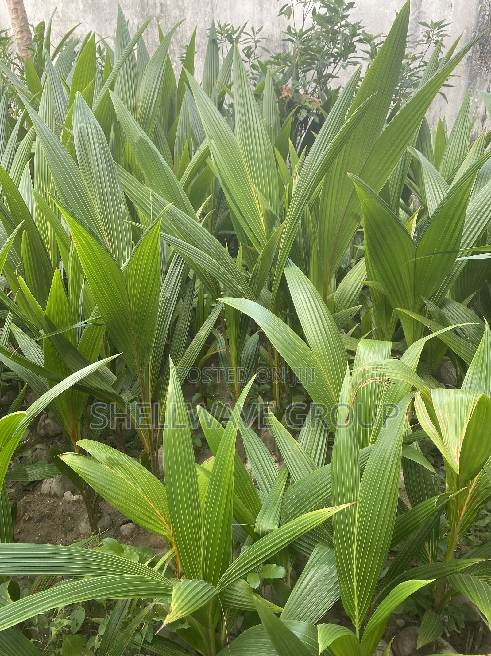 Ghana Coconut Seedlings