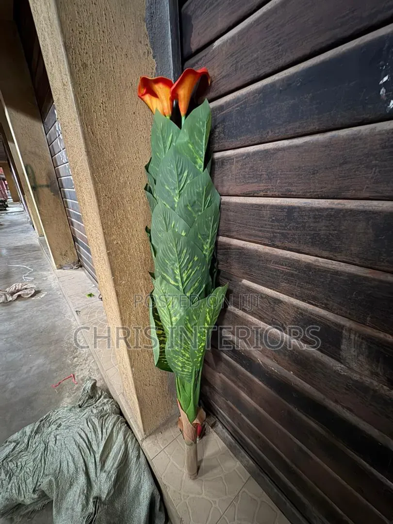 Flower in Outdoors