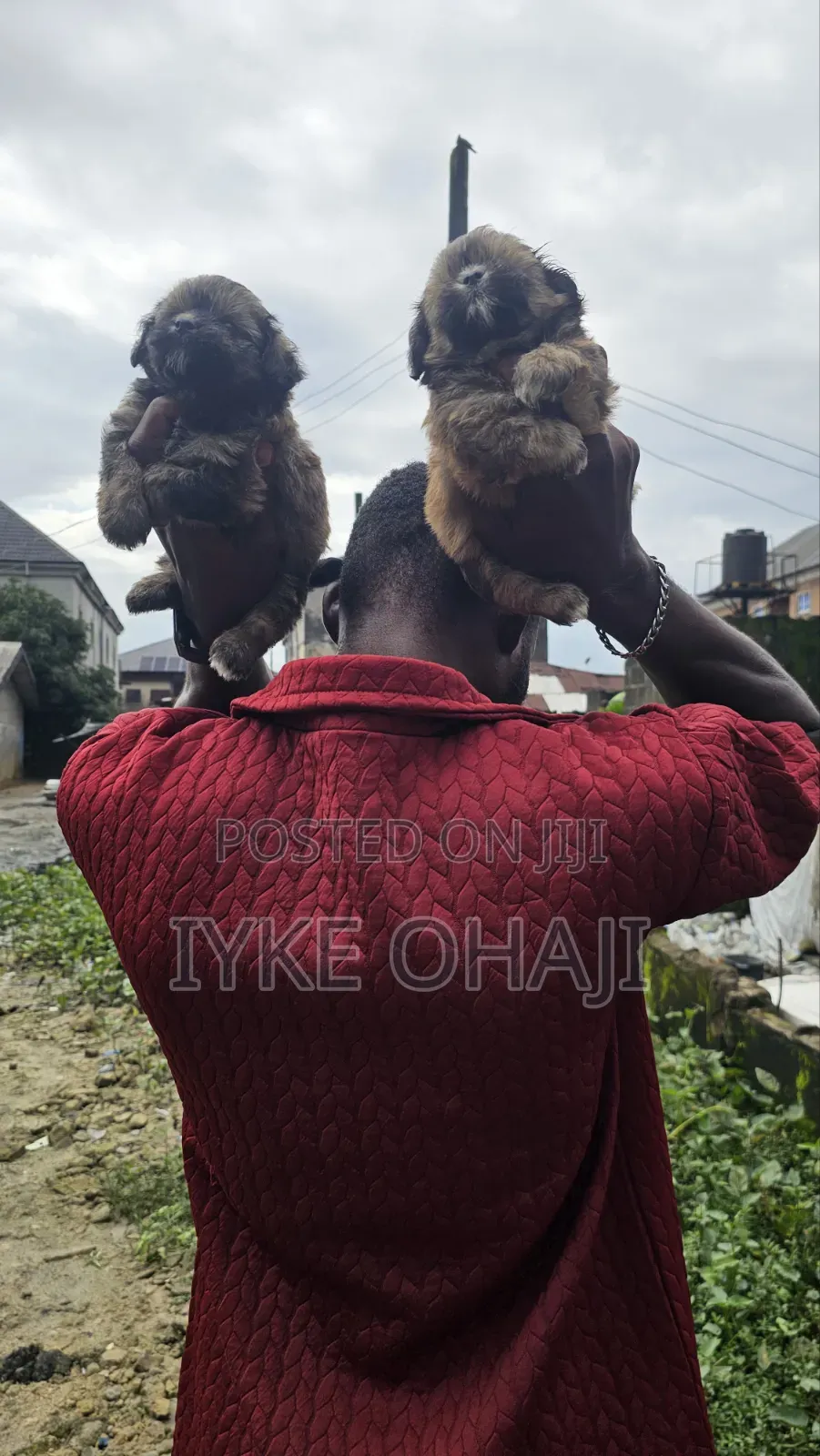 1-3 months Male Purebred Lhasa Apso