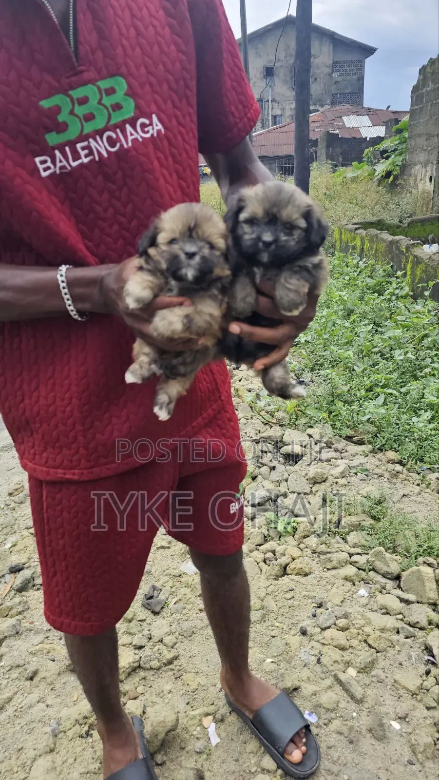 1-3 months Male Purebred Lhasa Apso