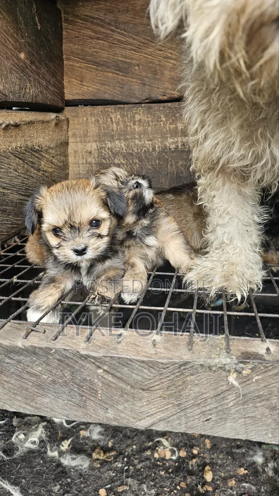 1-3 months Male Purebred Lhasa Apso