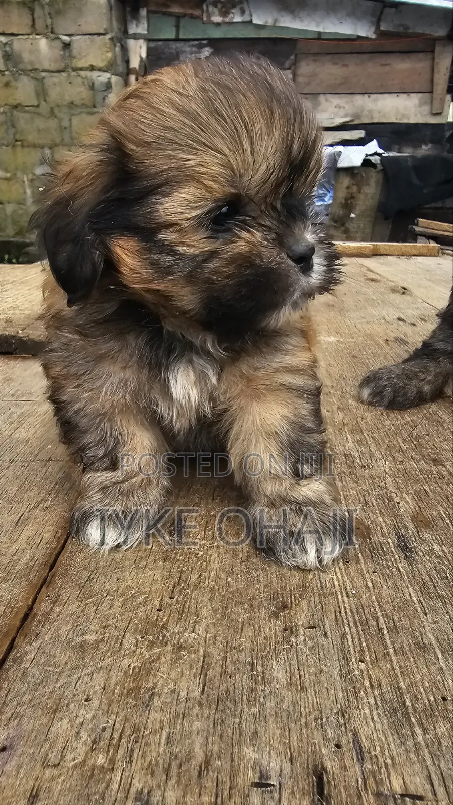 1-3 months Male Purebred Lhasa Apso