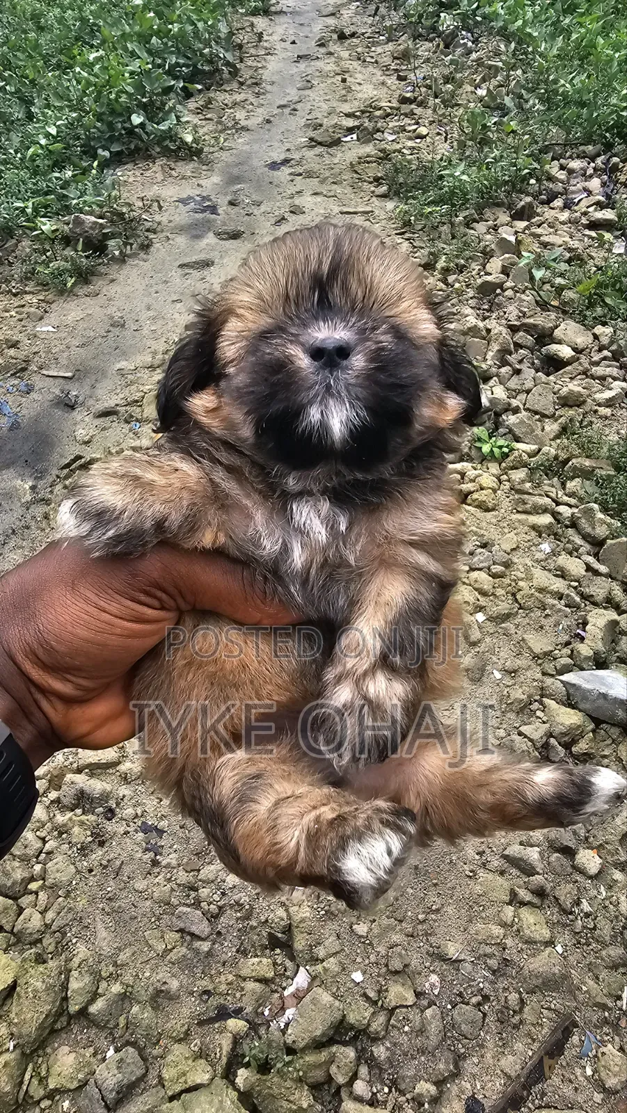 1-3 months Male Purebred Lhasa Apso