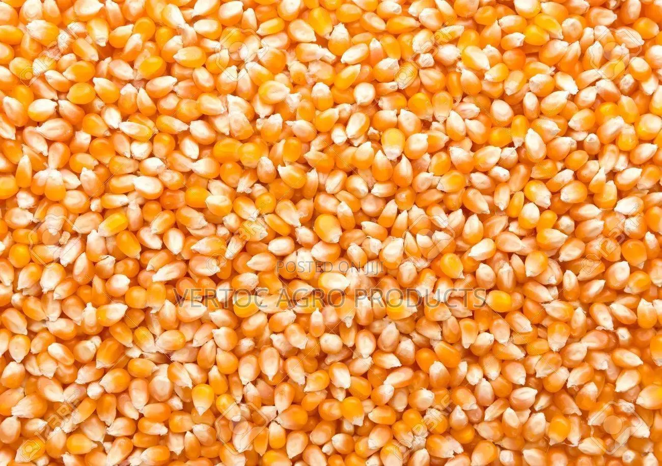 Fresh Yellow Corn (100Kg Bag for NGN 49,000) YELLOW
