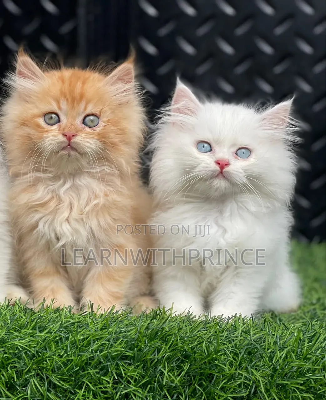 1-3 months Female Purebred Persian