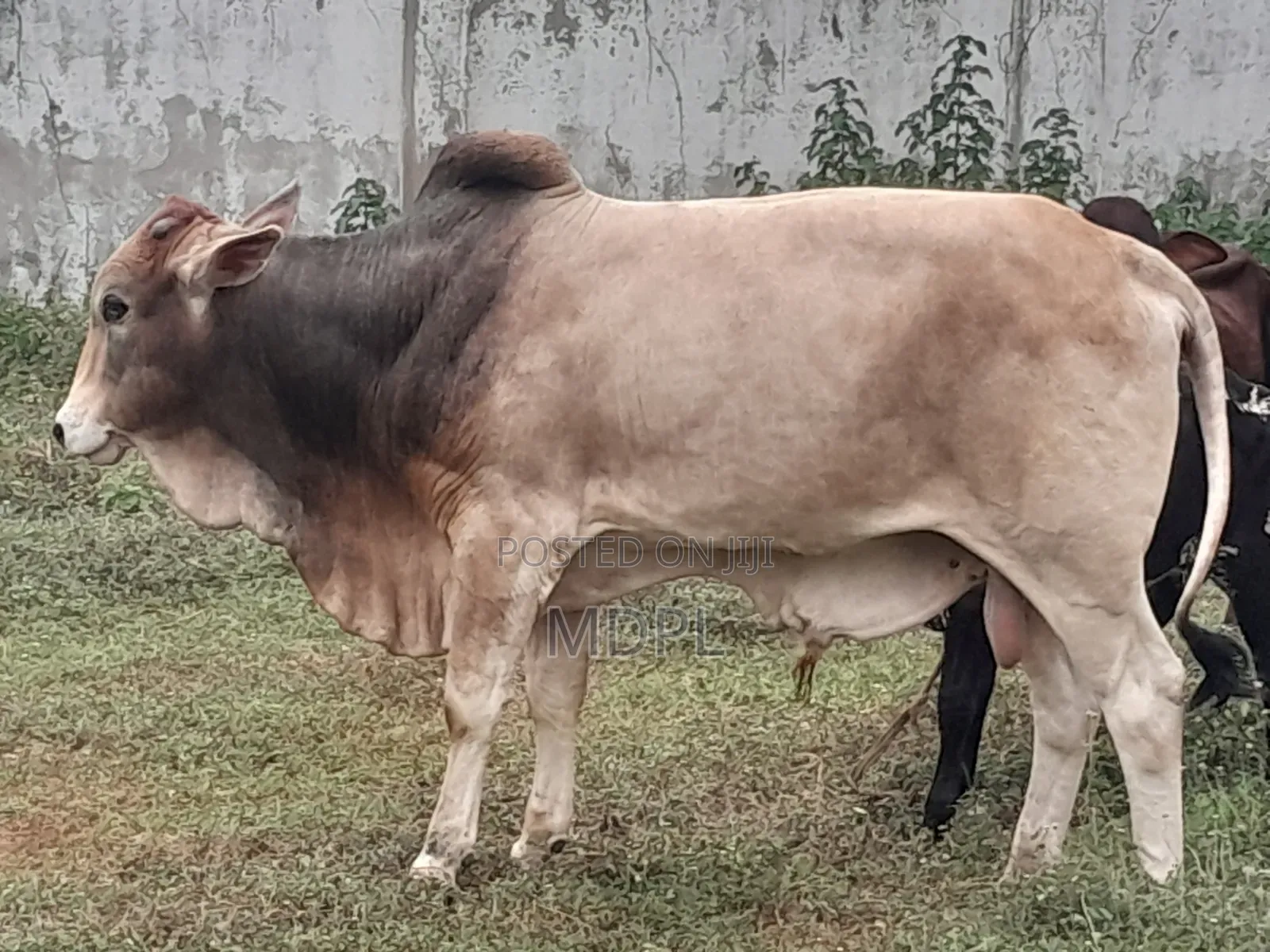 Hornless Cows