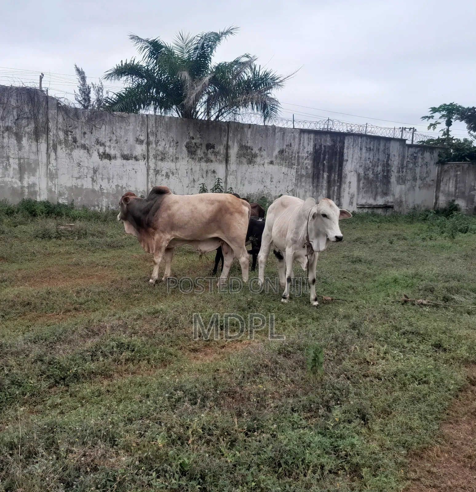 Hornless Cows