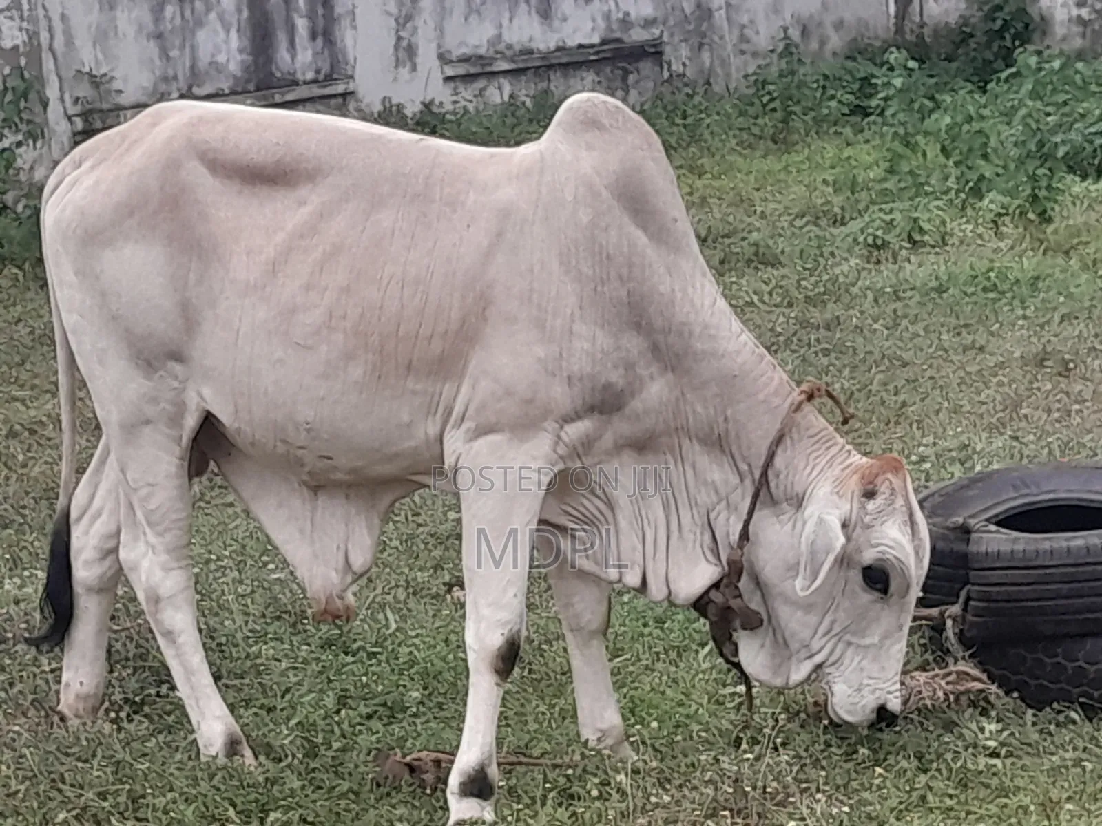 Hornless Cows