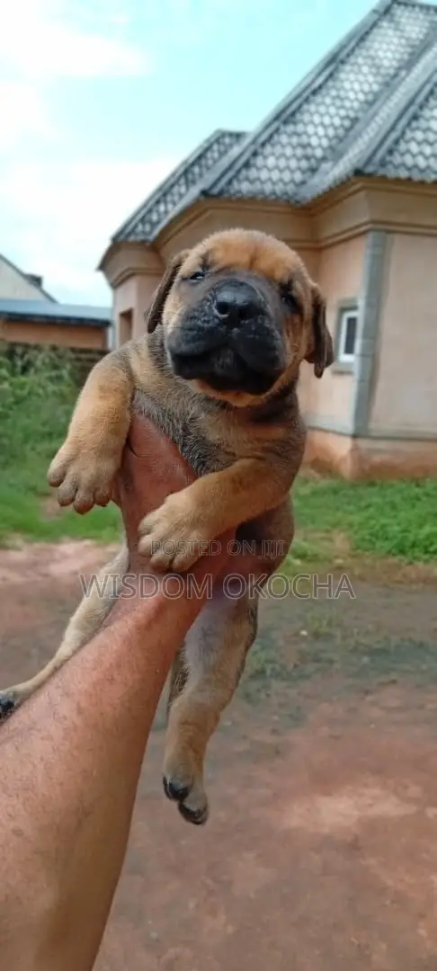 1-3 months Female Purebred Boerboel