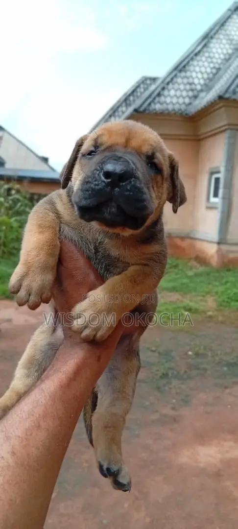 1-3 months Female Purebred Boerboel