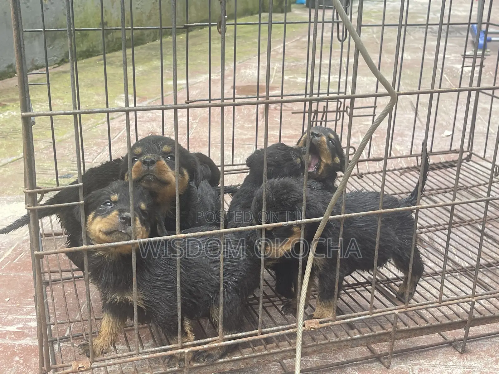 1-3 months Female Purebred Rottweiler