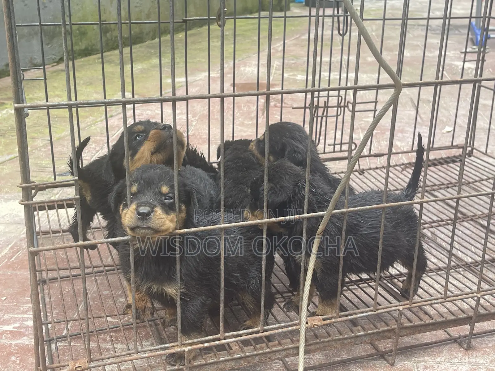 1-3 months Female Purebred Rottweiler