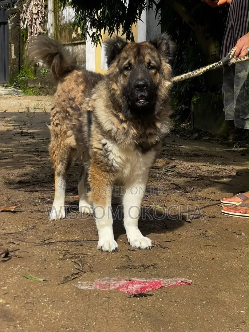 1+ year Male Purebred German Shepherd