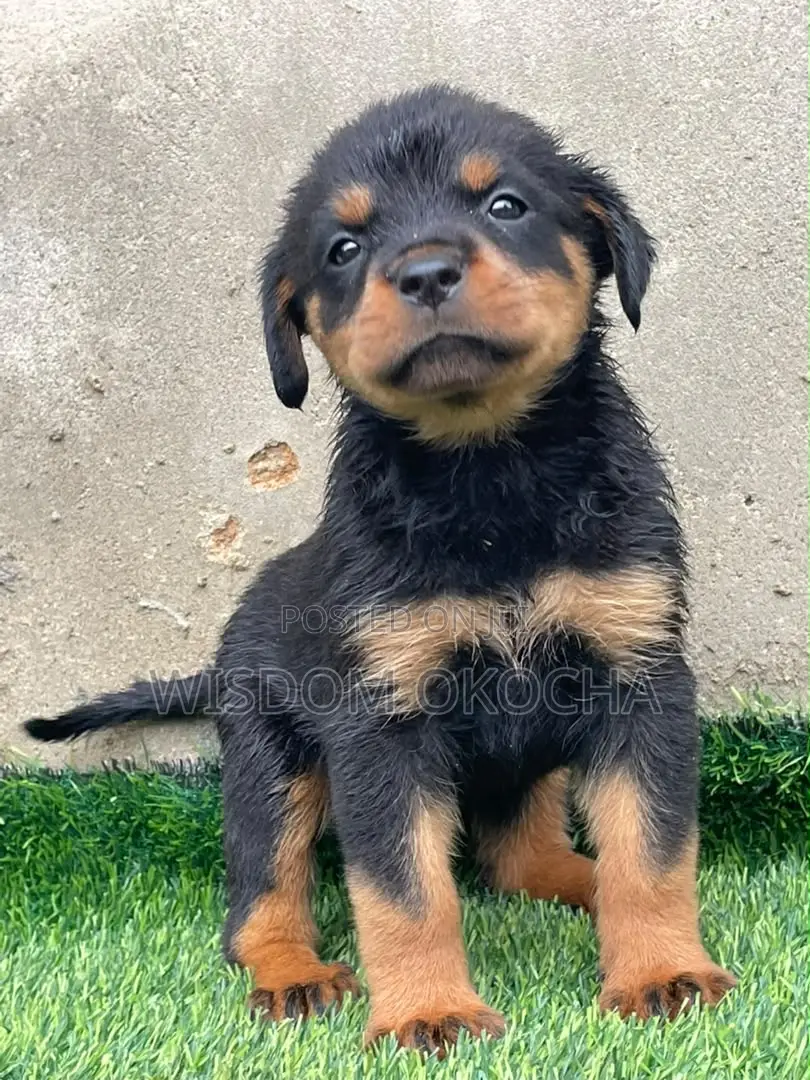 1-3 months Female Purebred Rottweiler