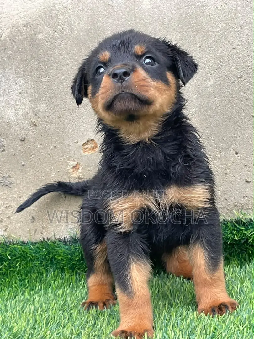 1-3 months Female Purebred Rottweiler