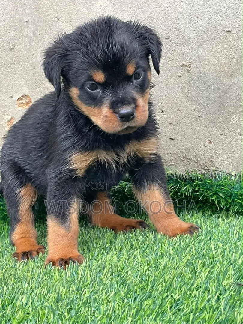 1-3 months Female Purebred Rottweiler