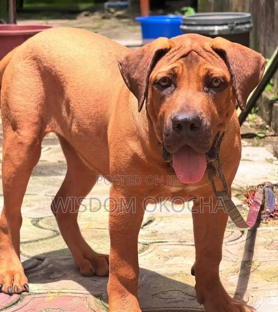 1-3 months Female Purebred Boerboel