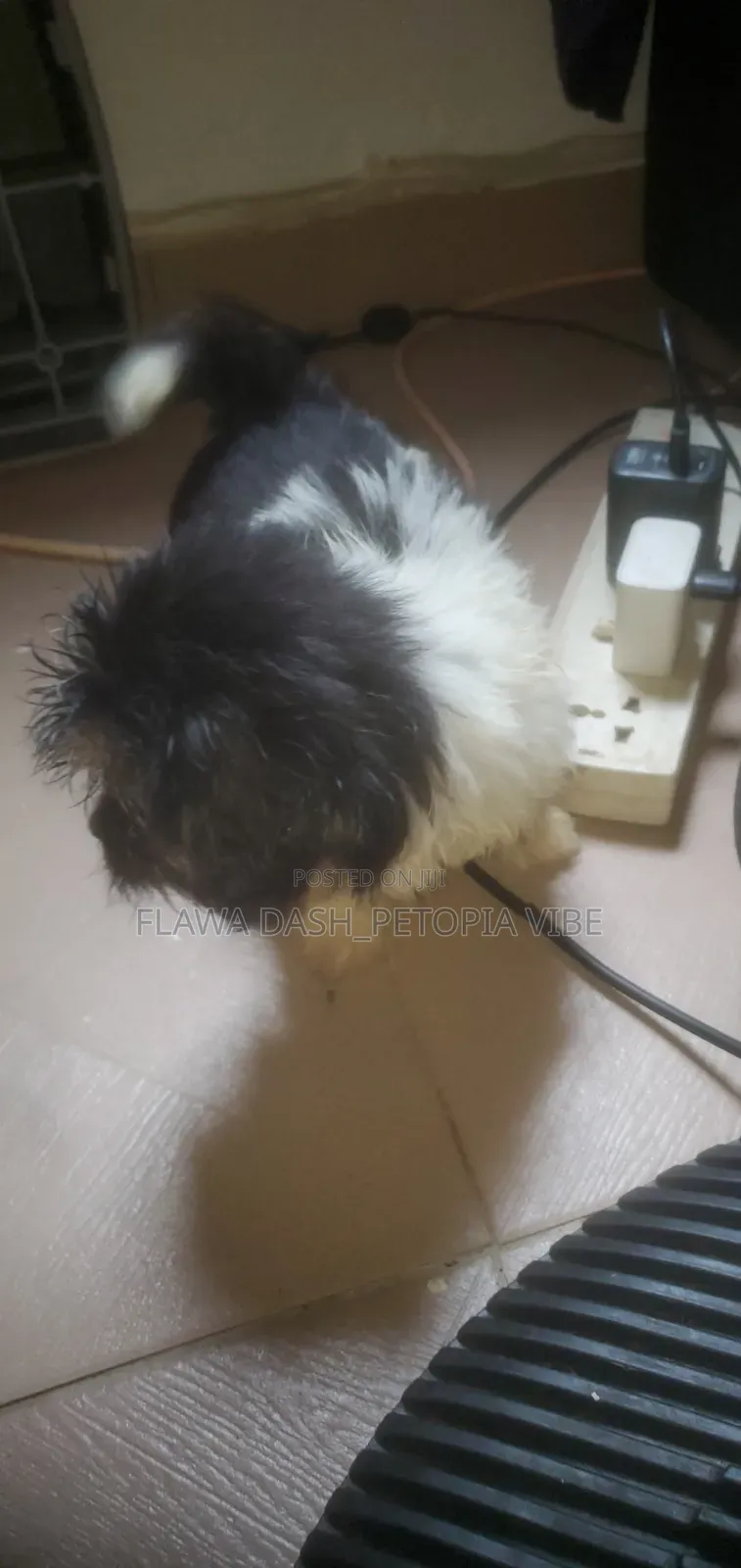 1-3 months Male Purebred Lhasa Apso