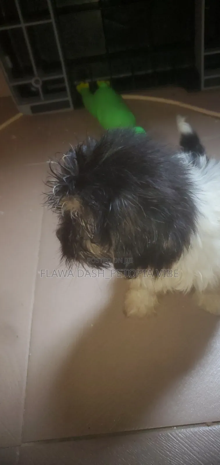 1-3 months Male Purebred Lhasa Apso