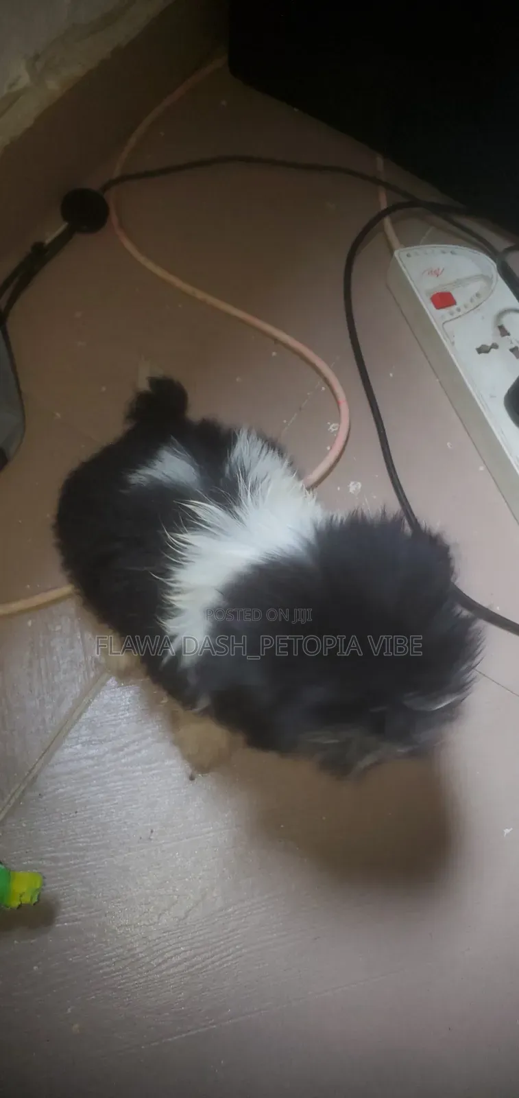 1-3 months Male Purebred Lhasa Apso