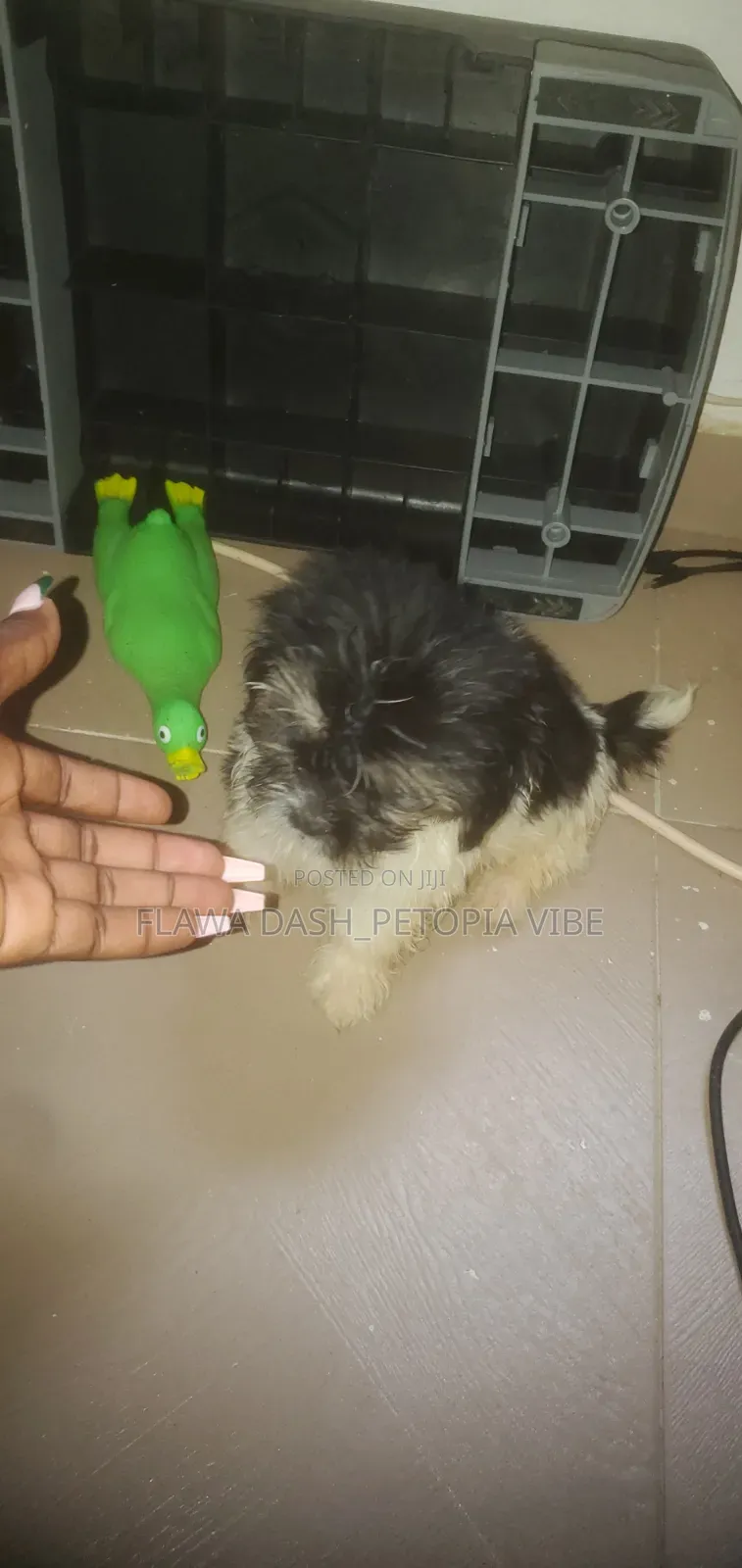 1-3 months Male Purebred Lhasa Apso