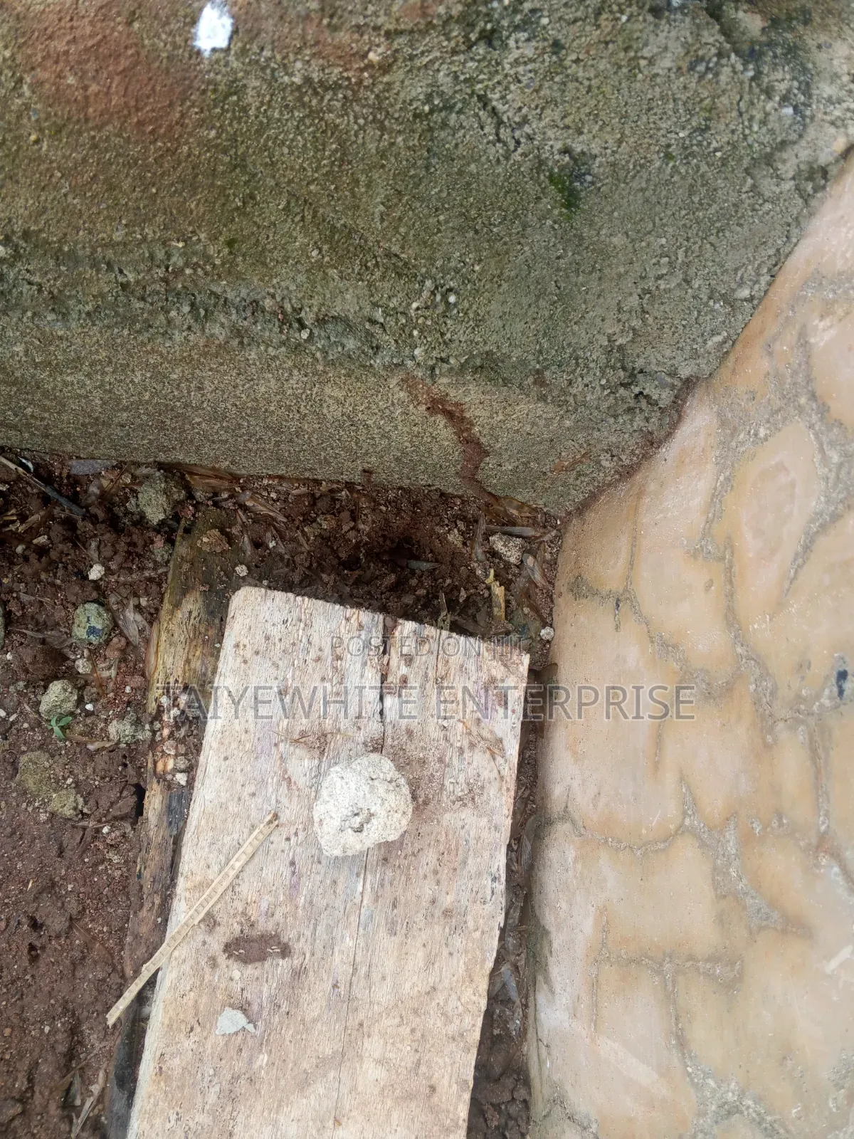 Termite Treatment
