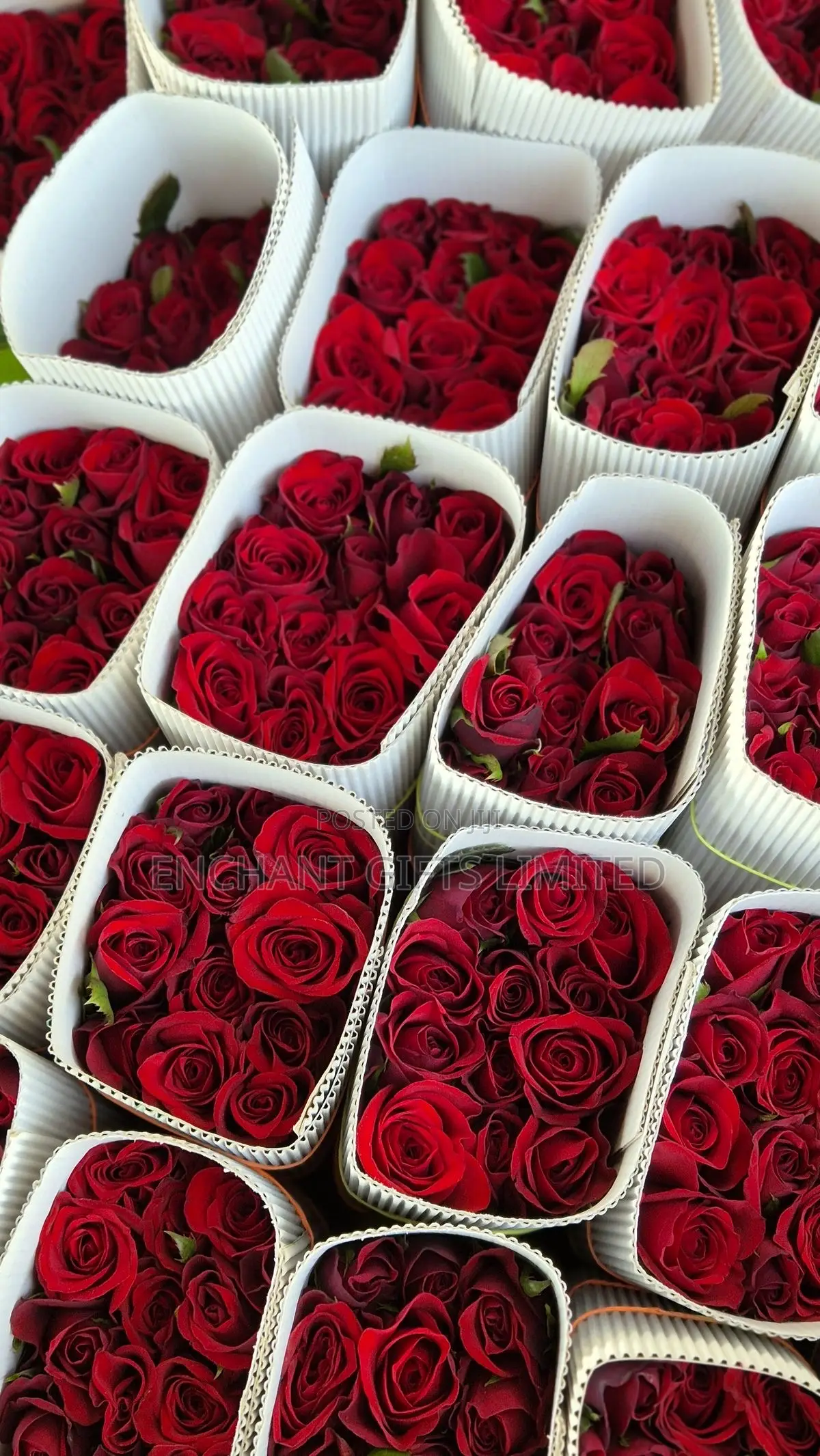 100 Fresh Roses Stems - Bulk Wholesale Vendor in Abuja