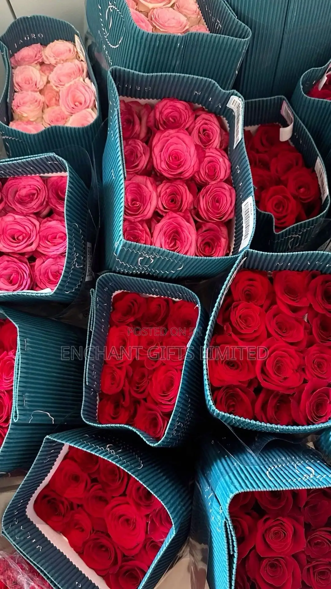 100 Pink Fresh Roses Stem - Bulk Wholesale Vendor in Abuja and Lagos