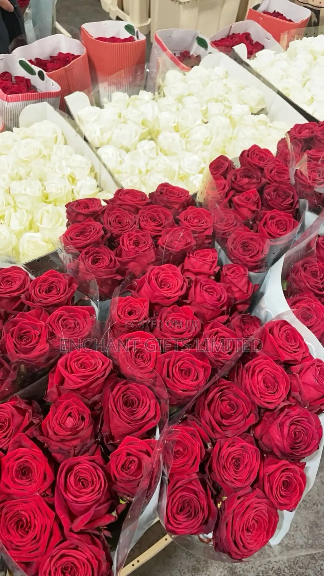 100 Pink Fresh Roses Stem - Bulk Wholesale Vendor in Abuja and Lagos