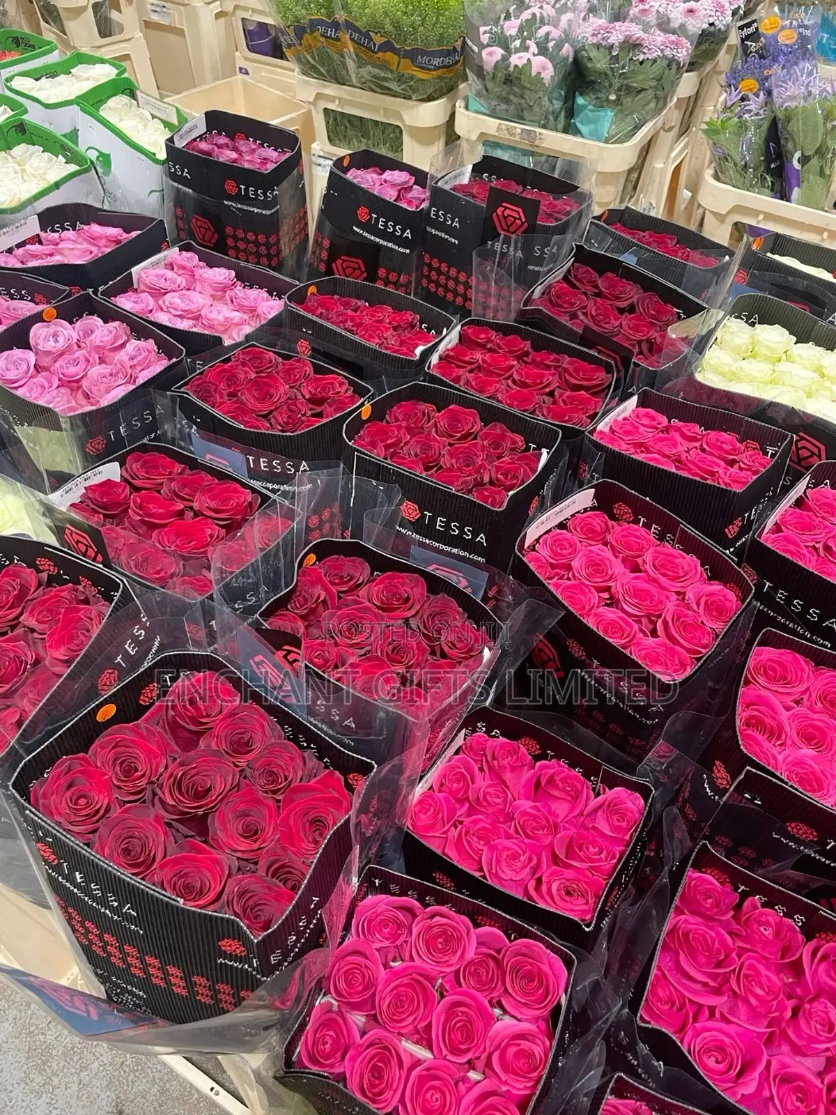100 Pink Fresh Roses Stem - Bulk Wholesale Vendor in Abuja and Lagos
