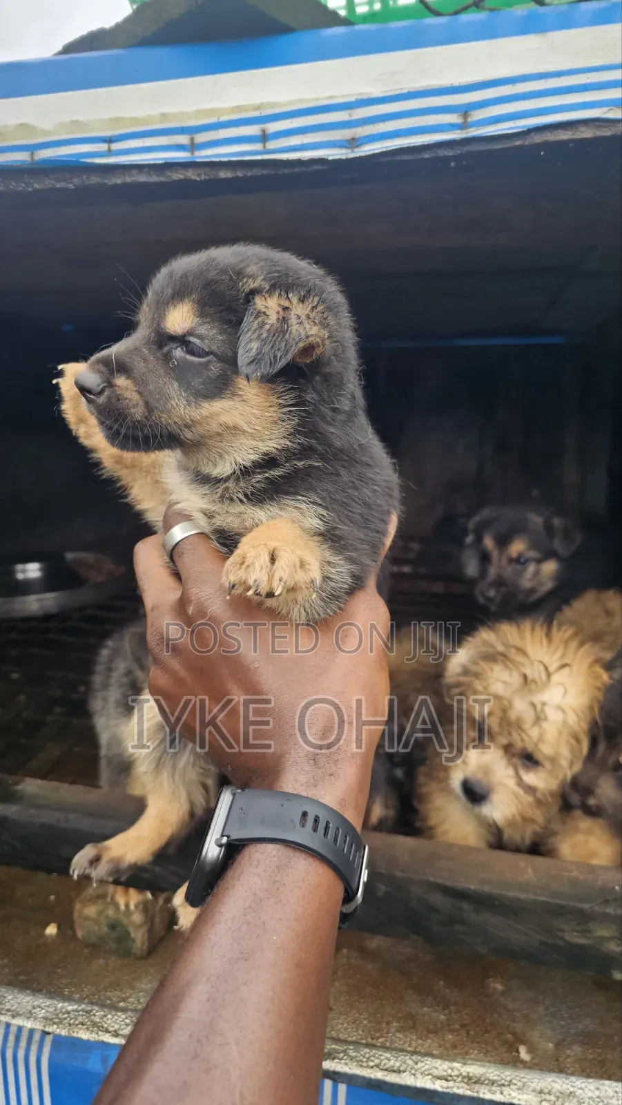 1-3 months Female Purebred German Shepherd