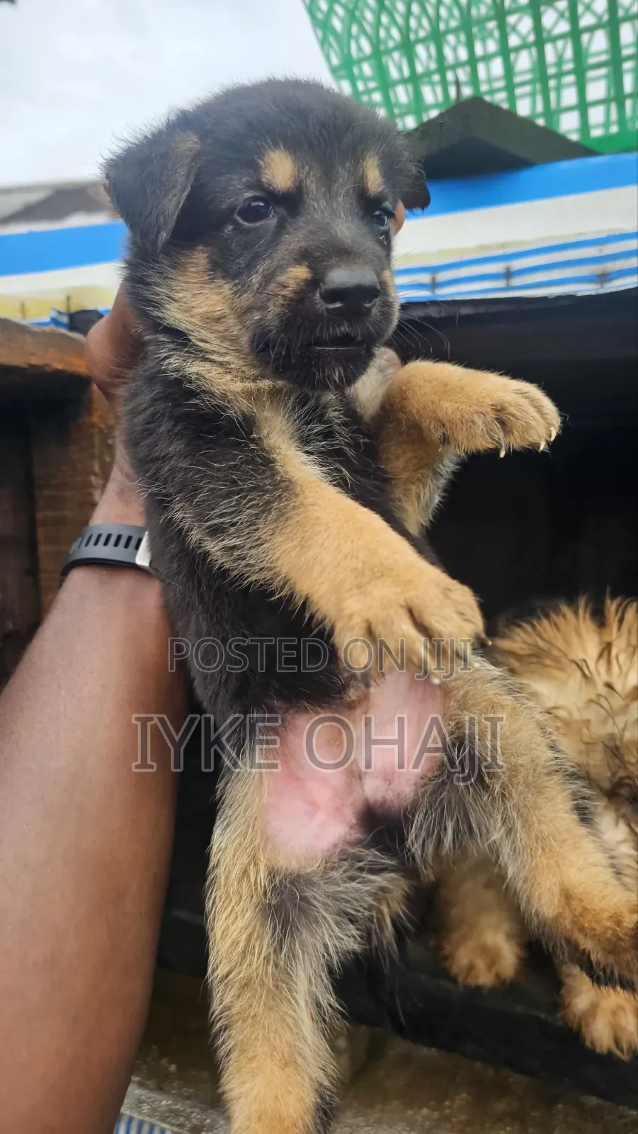 1-3 months Female Purebred German Shepherd