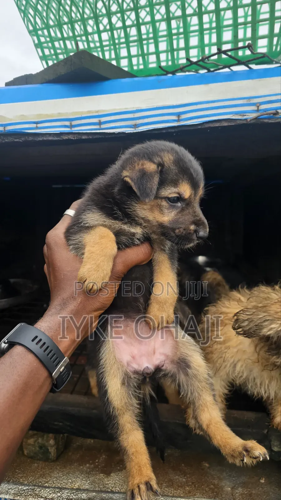 1-3 months Female Purebred German Shepherd