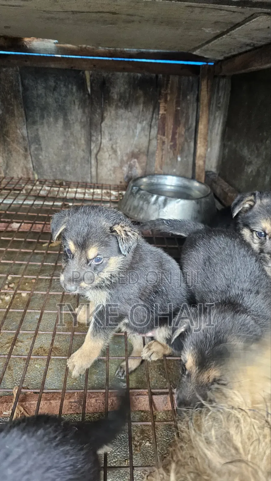 1-3 months Male Purebred German Shepherd