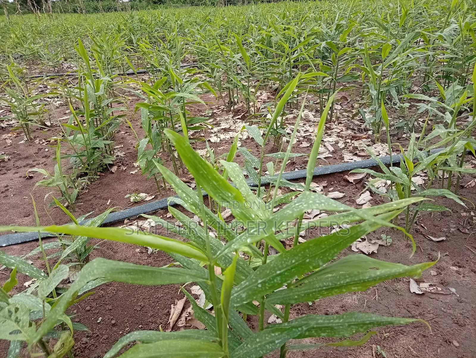 Ginger Planting Consultancy and Farm Set Up